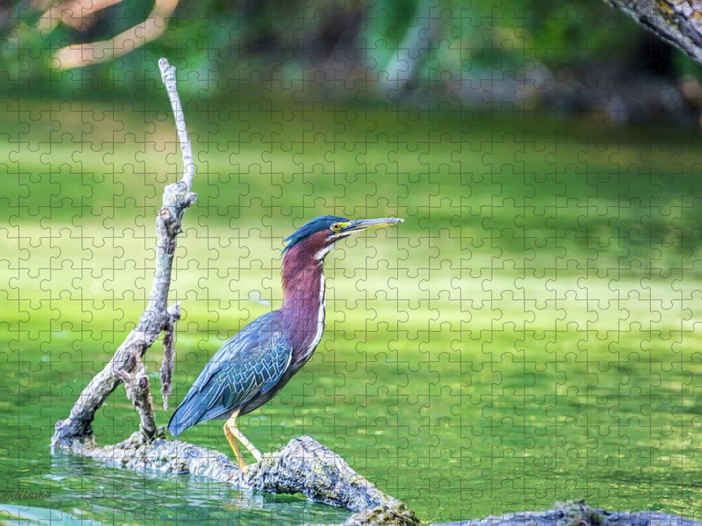Green-backed Heron Jigsaw Puzzle featuring the photograph Green Backed Heron by Pamela Williams