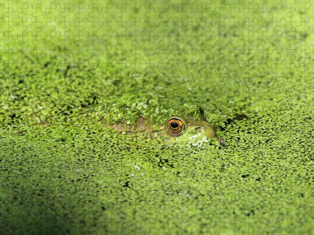 Green Frog Jigsaw Puzzle featuring the photograph Green Frog Stony Brook New York by Bob Savage