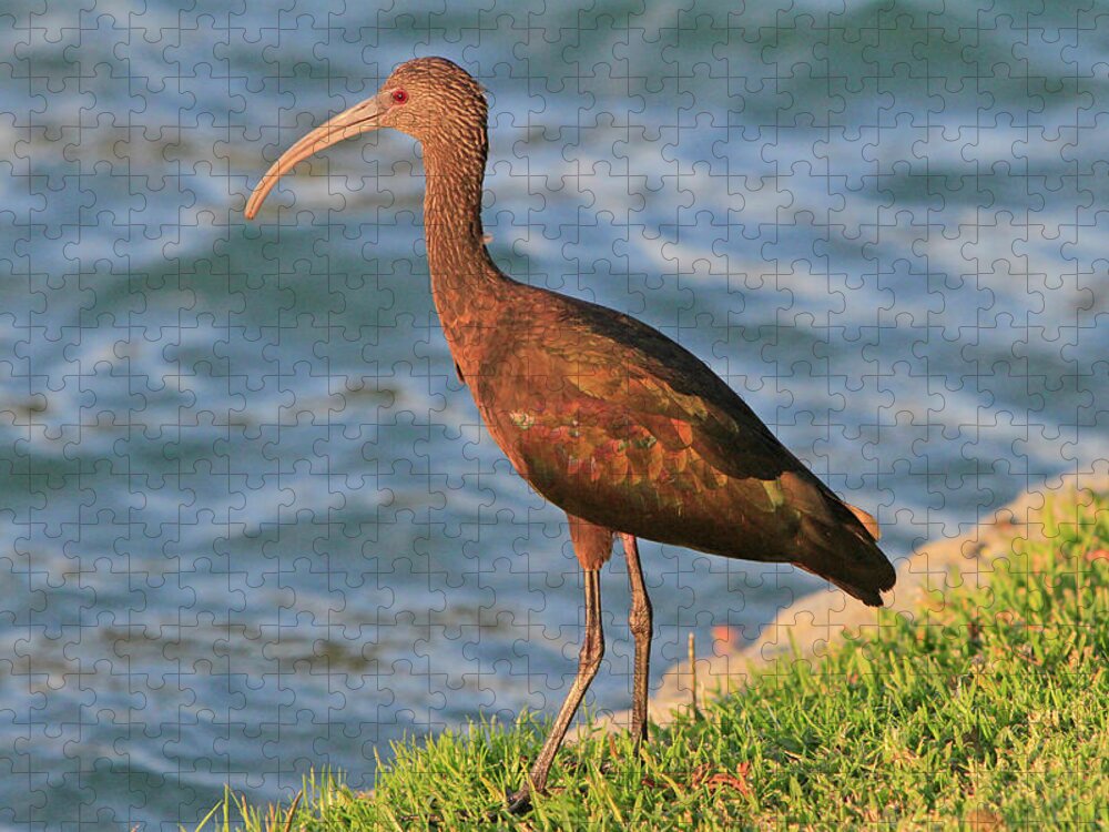 Ibis Jigsaw Puzzle featuring the photograph Green Ibis 4 by Shoal Hollingsworth