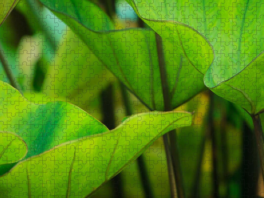 Cantigny Jigsaw Puzzle featuring the photograph Green Leaves at Cantigny by Joni Eskridge