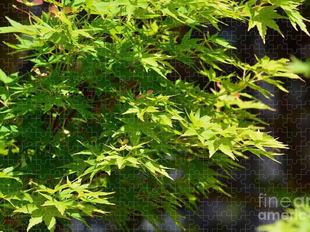 Green Maples Jigsaw Puzzle featuring the photograph Green Maples by Maria Urso