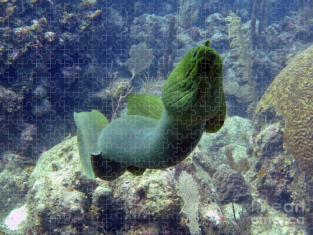 Underwater Jigsaw Puzzle featuring the photograph Green Moray by Daryl Duda