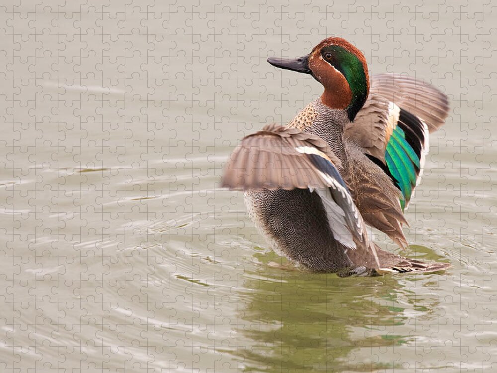 Green-winged Jigsaw Puzzle featuring the photograph Green-winged Teal by Ram Vasudev