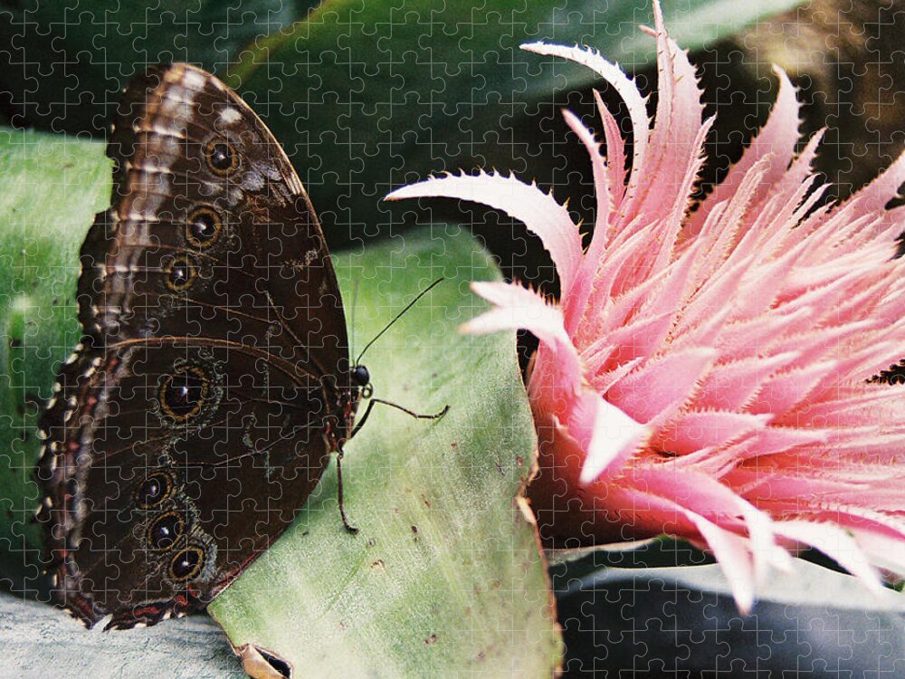 Butterfly Jigsaw Puzzle featuring the photograph Grey Pansy Pink Bromeliad by Ric Bascobert