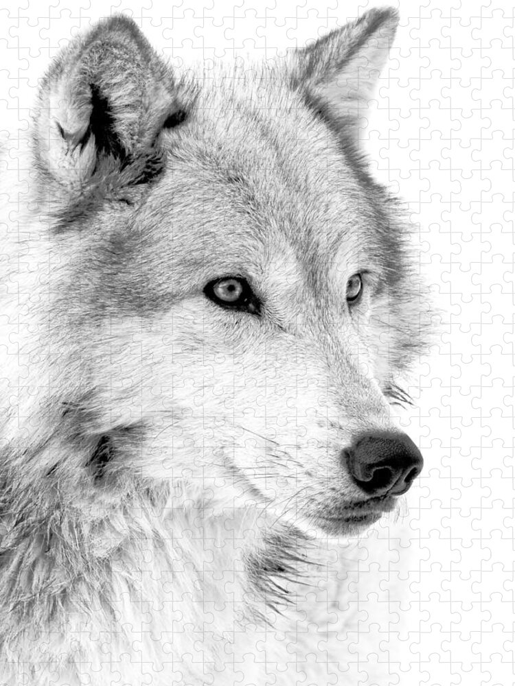 Wolves Jigsaw Puzzle featuring the photograph Grey Wolf Profile by Athena Mckinzie