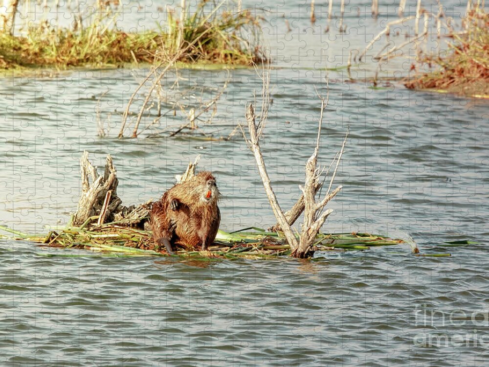 Animal Jigsaw Puzzle featuring the photograph Grinning Nutria On Reeds by Robert Frederick