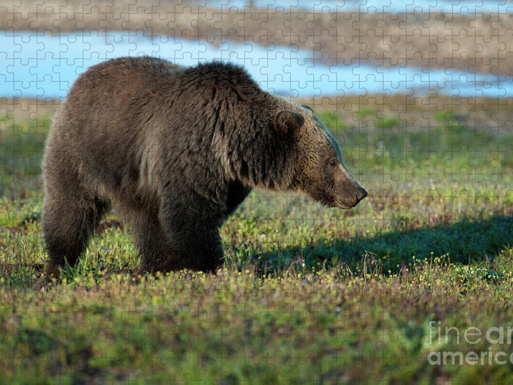 Bear Jigsaw Puzzle featuring the photograph Grizzly at Yellowstone Lake by Sandra Bronstein