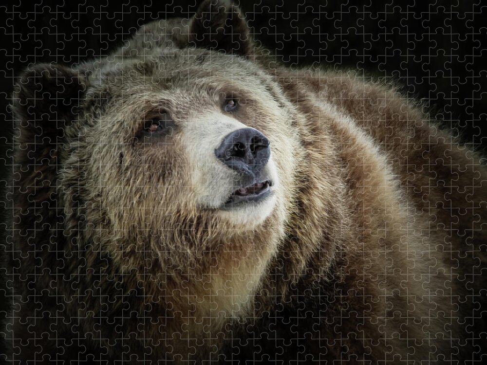 Grizzly Bear Jigsaw Puzzle featuring the photograph Grizzly Close Up by Athena Mckinzie