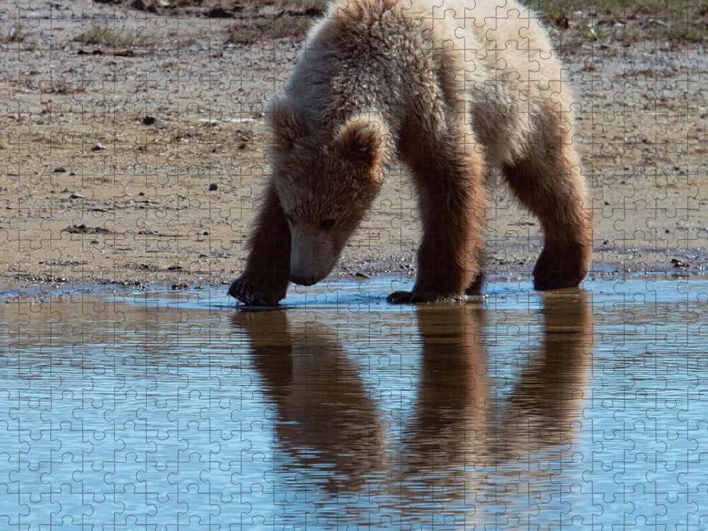 Wildlife Jigsaw Puzzle featuring the digital art Grizzly Cub Drinking from Stream In Katmai National Park by Lena Owens - OLena Art Vibrant Palette Knife and Graphic Design