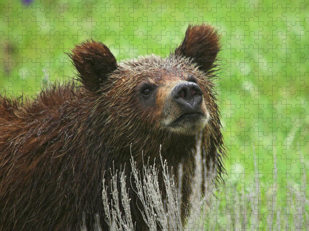 Grizzly Jigsaw Puzzle featuring the photograph Grizzly Cub by Steve Stuller