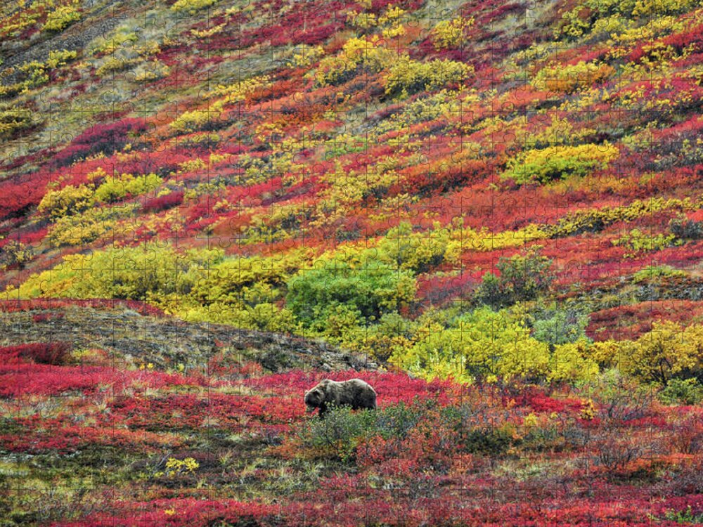 Denali National Park Jigsaw Puzzle featuring the photograph Grizzly Feast - Denali National Park - Alaska by Bruce Friedman