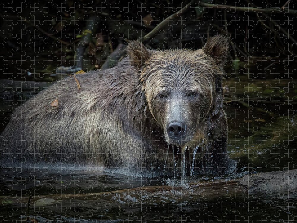 Grizzly Bear Jigsaw Puzzle featuring the photograph Grizzly by Randy Hall