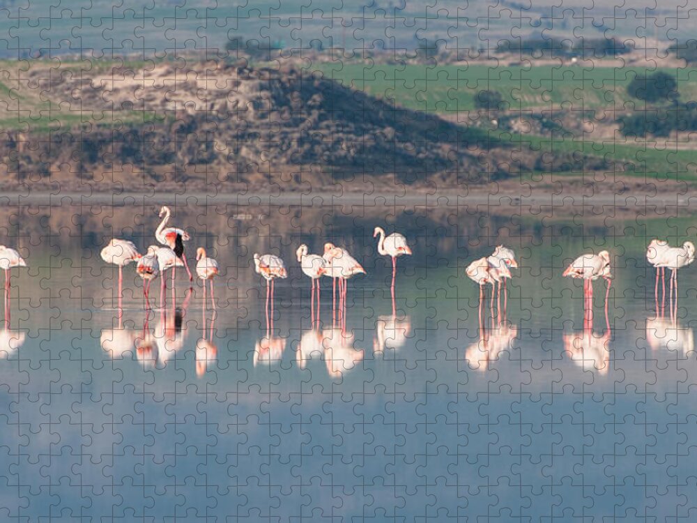 Flamingo Jigsaw Puzzle featuring the photograph Group of beautiful flamingo birds by Michalakis Ppalis