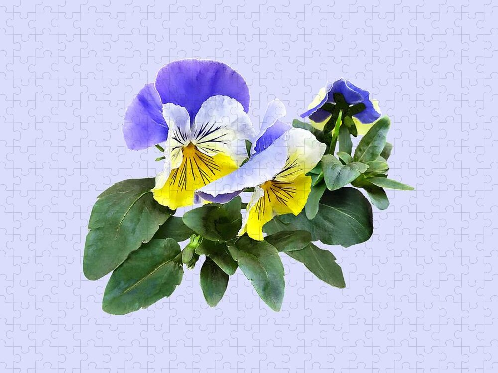Pansy Jigsaw Puzzle featuring the photograph Group of Yellow and Purple Pansies by Susan Savad