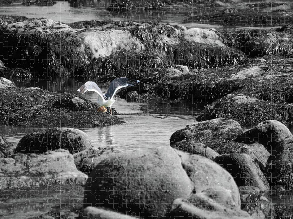 Gull Crab Jigsaw Puzzle featuring the photograph Gull Crab by Dylan Punke