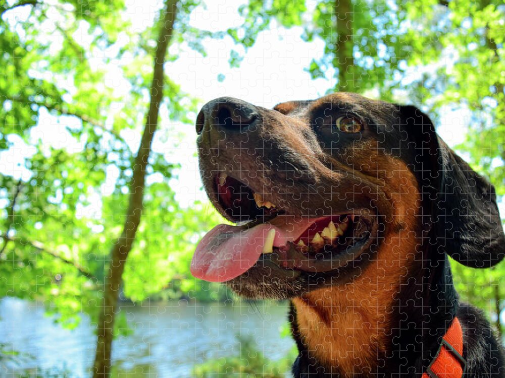 Hike Jigsaw Puzzle featuring the photograph Gus on a Hike by Nicole Lloyd
