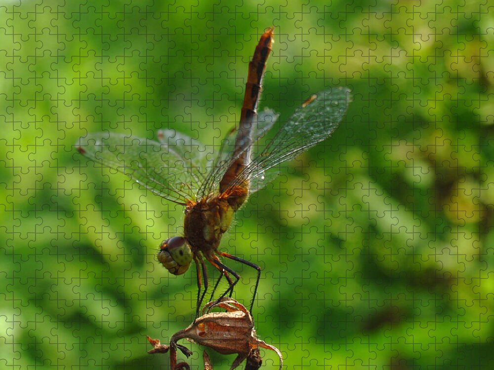 Dragonfly Jigsaw Puzzle featuring the photograph Gymnast by Juergen Roth