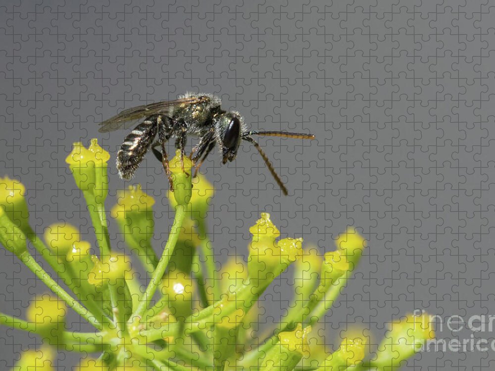 Animal Jigsaw Puzzle featuring the photograph Halictid bee - Lasioglossum discum by Jivko Nakev