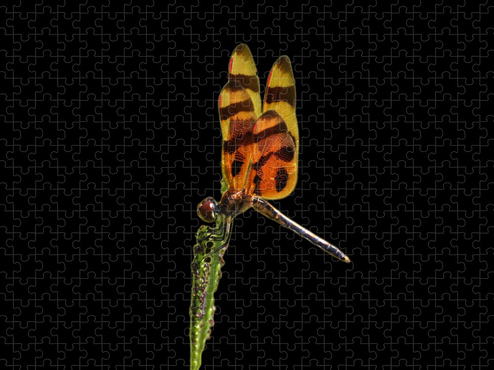 Dragonfly Jigsaw Puzzle featuring the photograph Halloween Pennant Dragonfly .png by Al Powell Photography USA