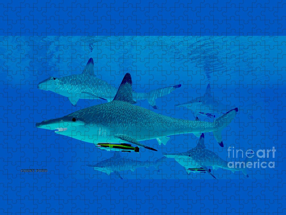 Hammerhead Shark Jigsaw Puzzle featuring the painting Hammerhead Sharks by Corey Ford