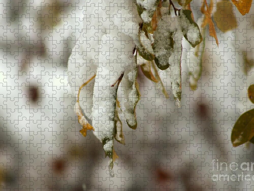 Winter Jigsaw Puzzle featuring the photograph Hanging Snow by Leone Lund