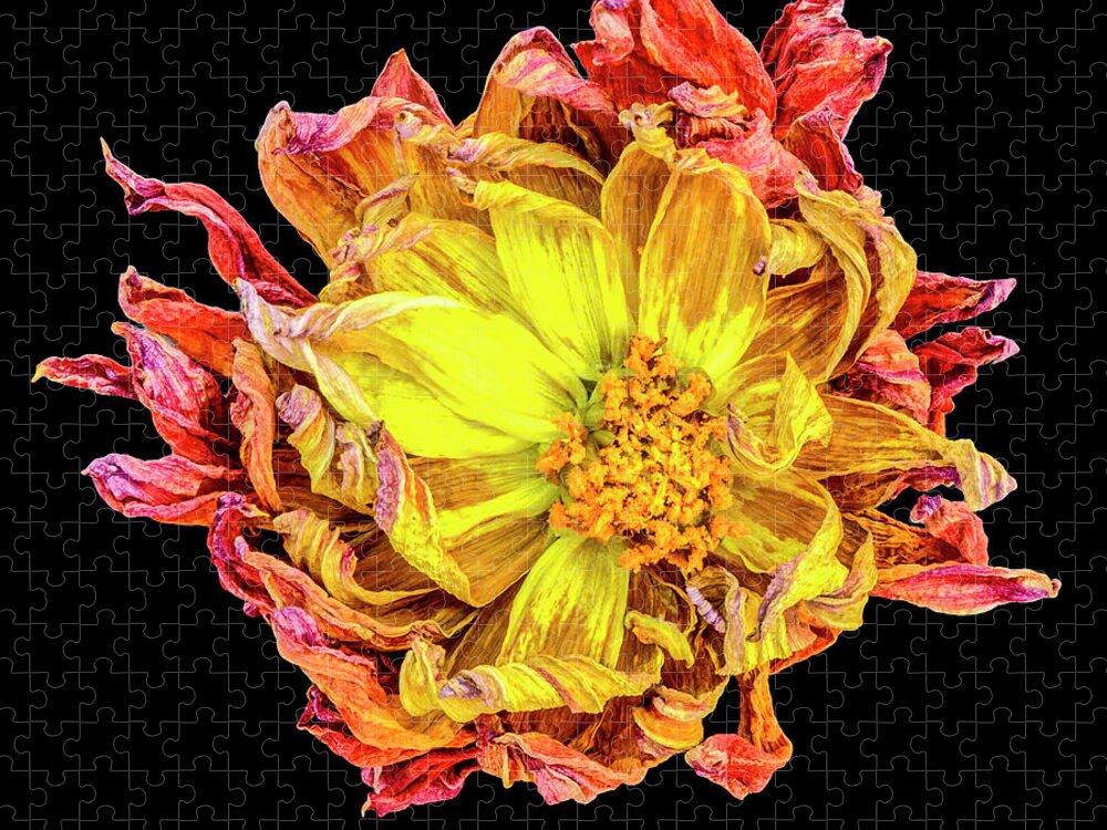 Flower Jigsaw Puzzle featuring the photograph Happy After Life 1 by Tony Locke