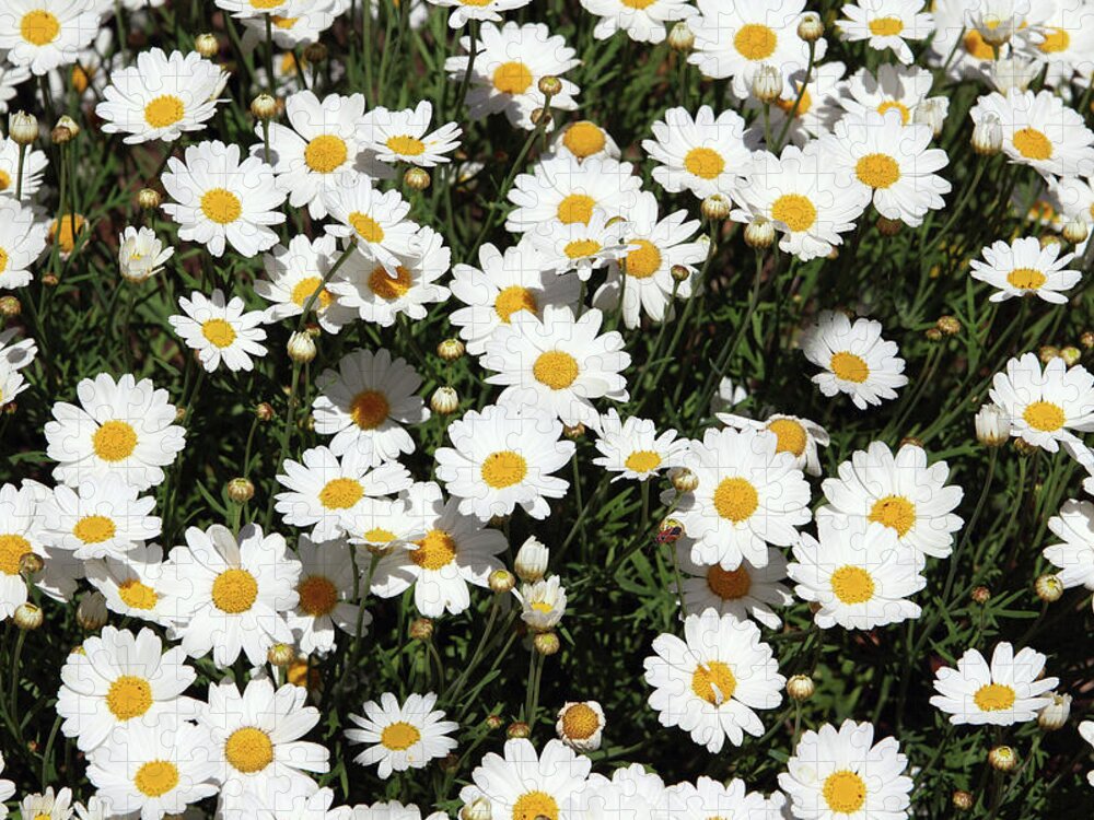 Daisy Jigsaw Puzzle featuring the mixed media Happy Daisies- Photography by Linda Woods by Linda Woods