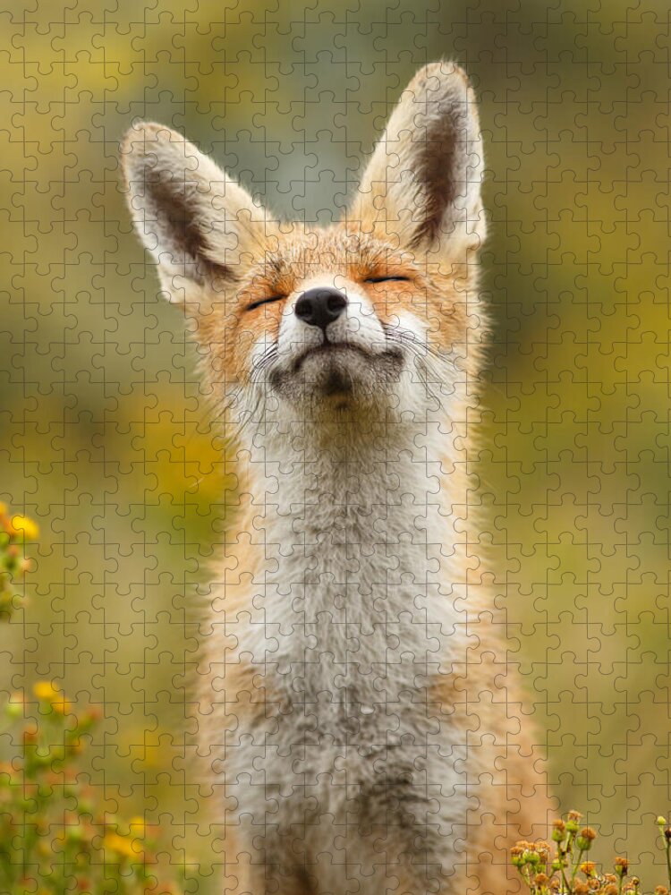 Red Fox Jigsaw Puzzle featuring the photograph Happy Fox by Roeselien Raimond