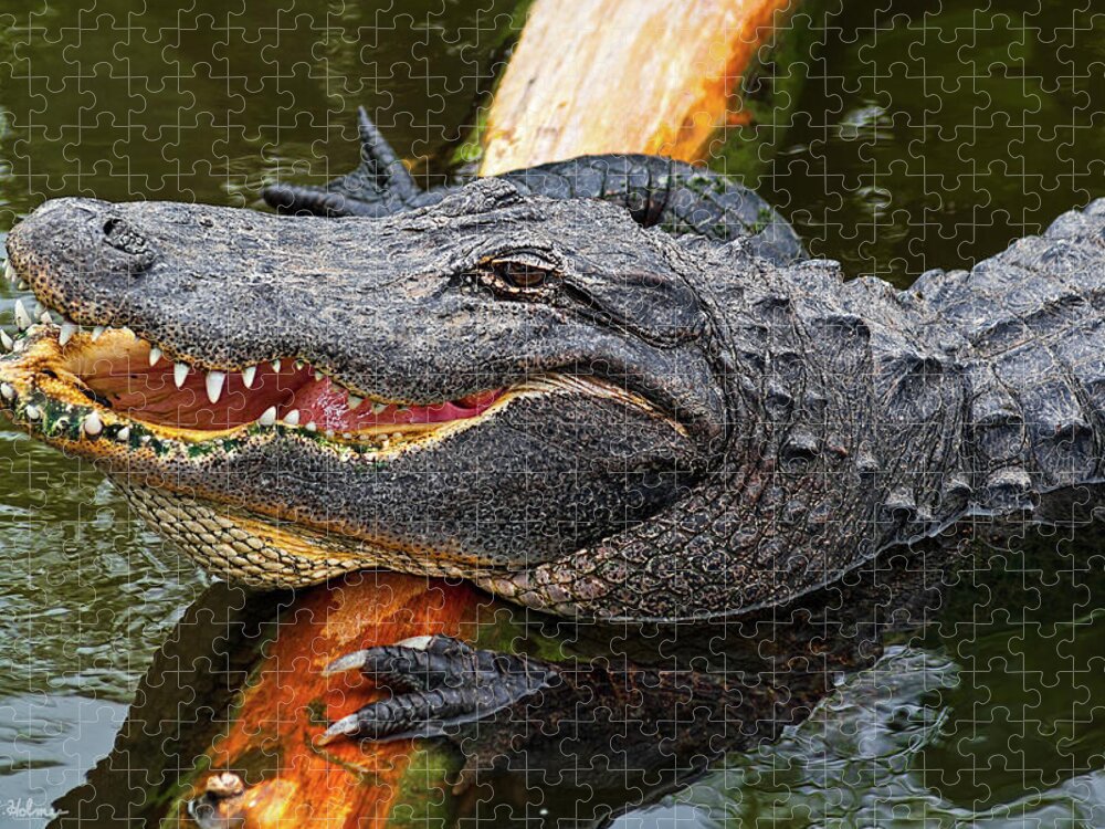 Alligator Jigsaw Puzzle featuring the photograph Happy Gator by Christopher Holmes