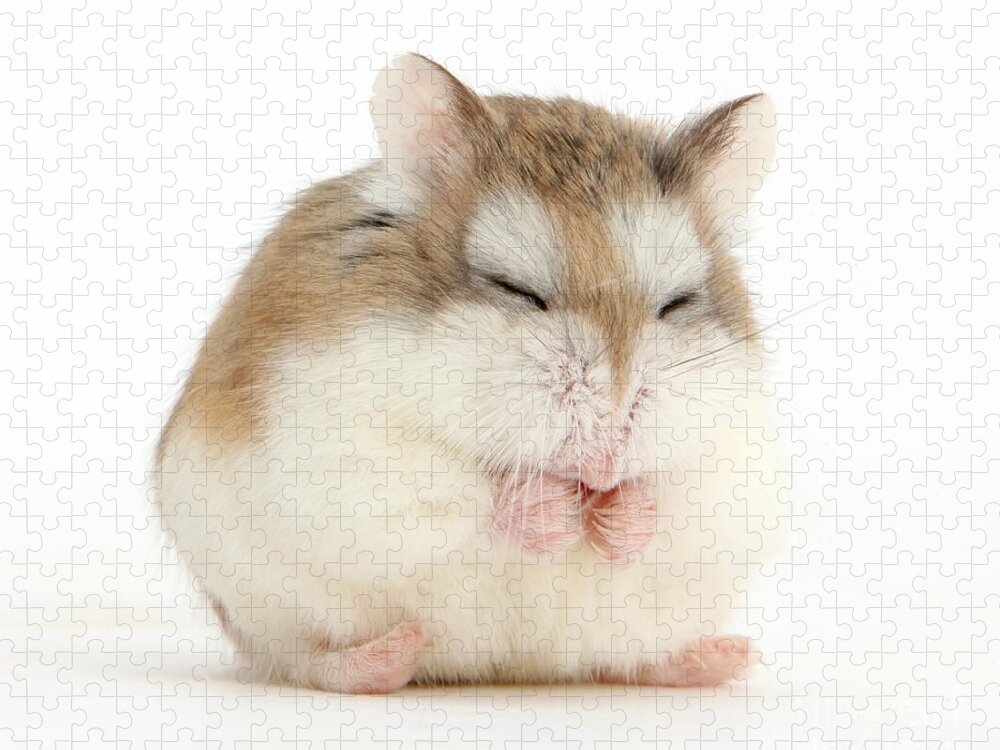 Roborovski Hamster Jigsaw Puzzle featuring the photograph Happy Hammy by Warren Photographic