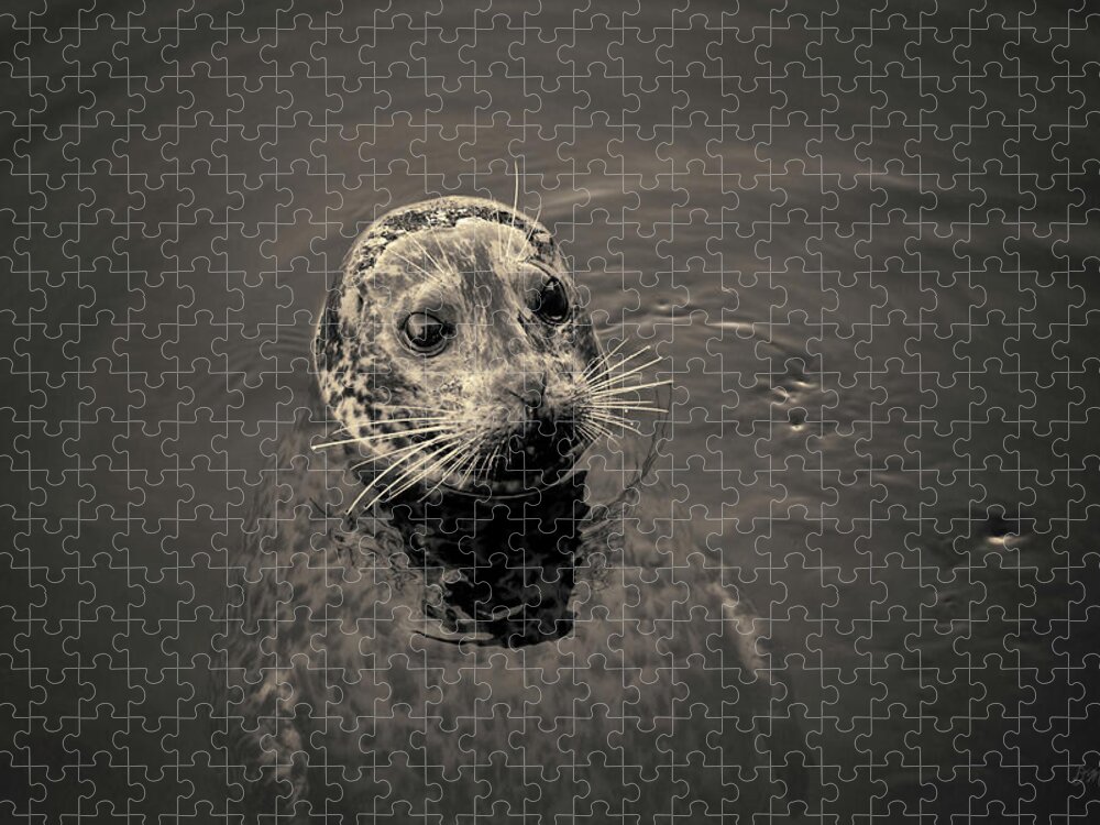 Seal Jigsaw Puzzle featuring the photograph Harbor Seal I Toned by David Gordon