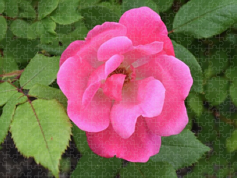 Barrieloustark Jigsaw Puzzle featuring the photograph Hardy Rose by Barrie Stark