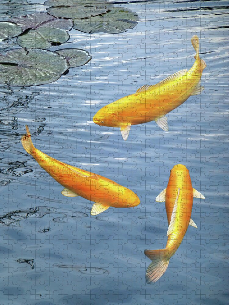 Fish Jigsaw Puzzle featuring the photograph Harmony - Golden Koi by Gill Billington