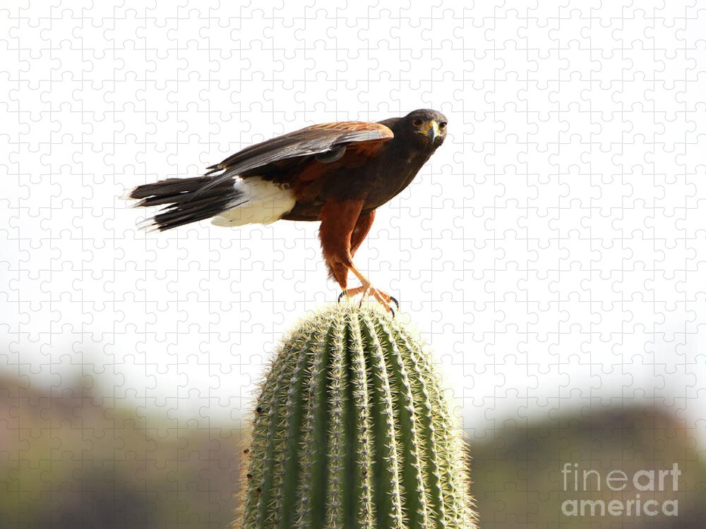 Denise Bruchman Jigsaw Puzzle featuring the photograph Harris Hawk on Saguaro by Denise Bruchman