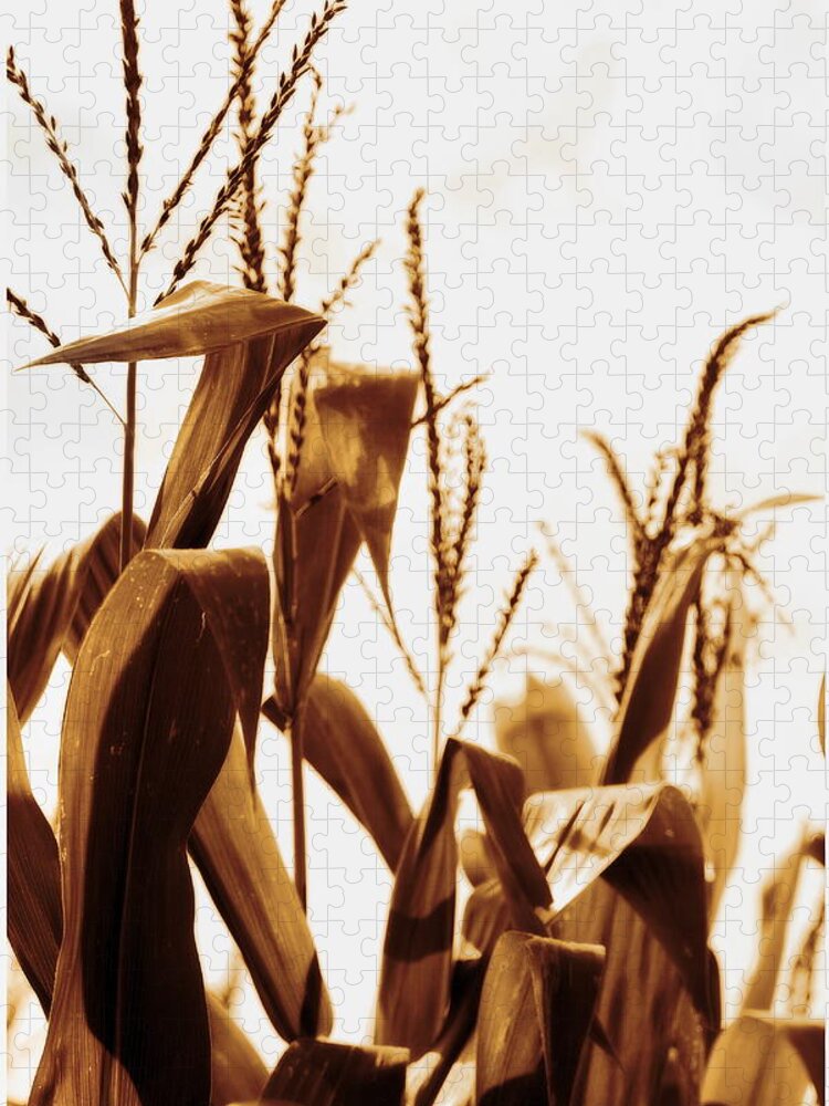 Farm Jigsaw Puzzle featuring the photograph Harvest Corn Stalks - Gold by Angela Rath