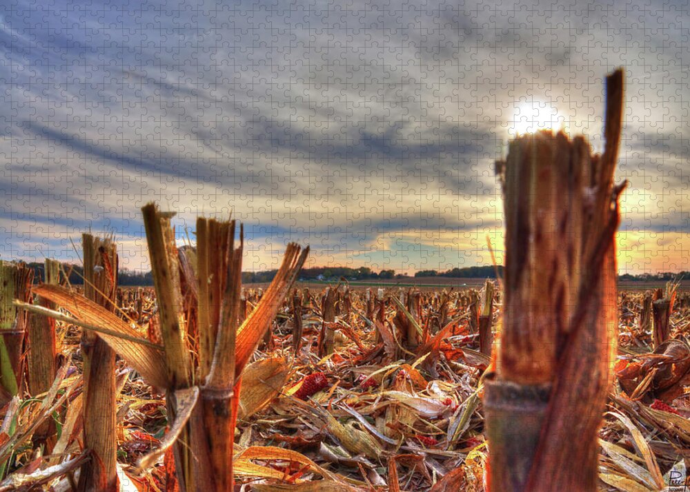 Corn Stubble Farm Farming Sunset Cirrus Clouds Sky Landscape Horizontal Rural Jigsaw Puzzle featuring the photograph Harvest Done by Peter Herman