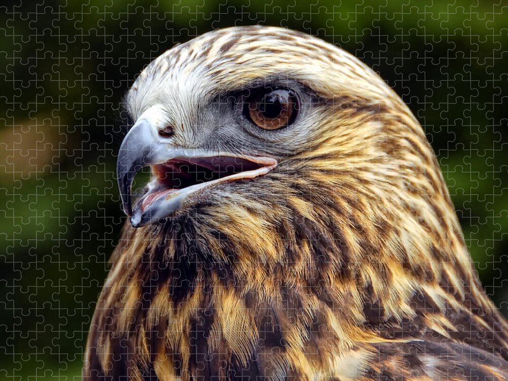 Bird Jigsaw Puzzle featuring the photograph Hawk by Peg Runyan
