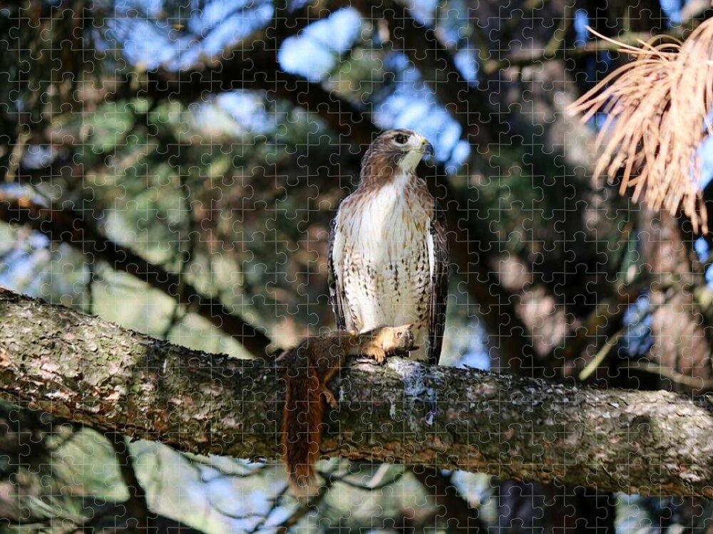Hawk Jigsaw Puzzle featuring the photograph Hawk with squirrel by Christy Pooschke