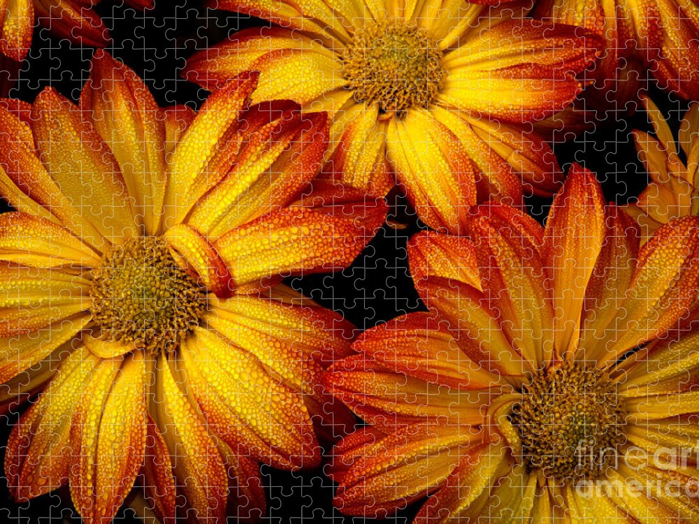 Flowers Jigsaw Puzzle featuring the photograph HDR Flowers by Douglas Stucky