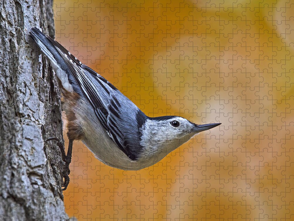 White-breasted Nuthatch Jigsaw Puzzle featuring the photograph Head First by Tony Beck