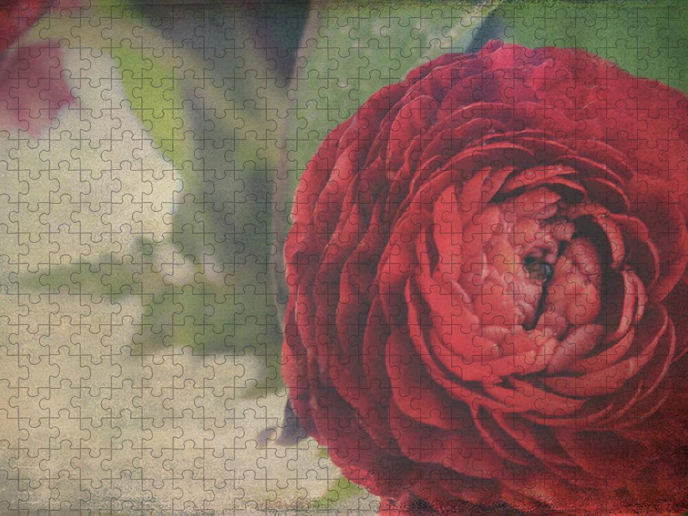 Ranunculus Jigsaw Puzzle featuring the photograph Heartfelt by Laurie Search