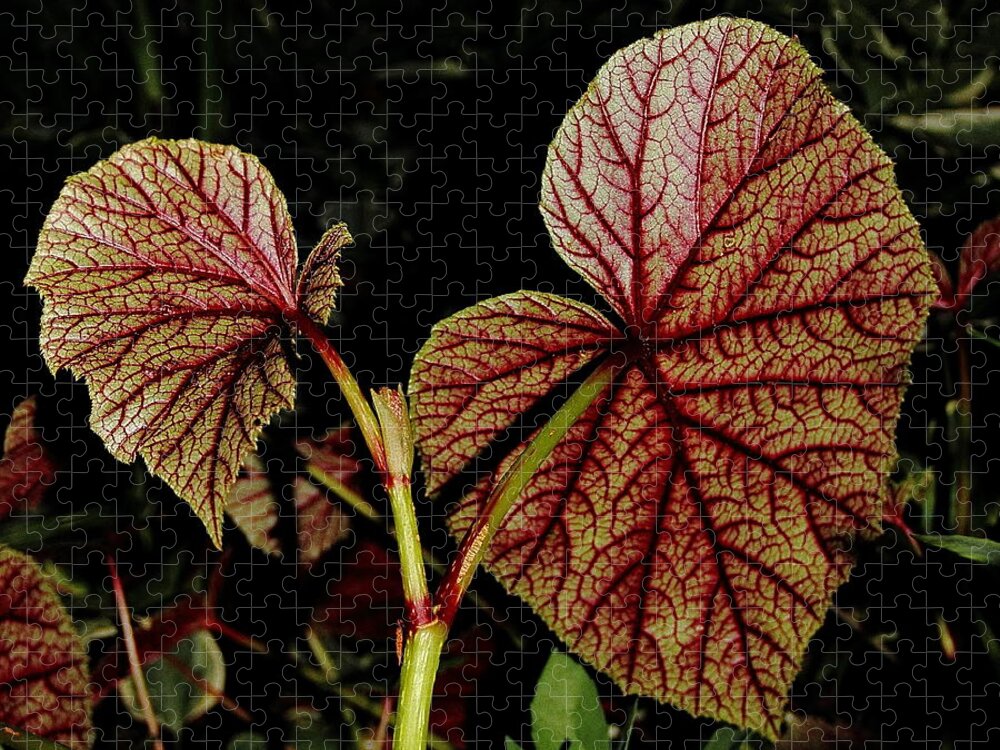 Begonia Jigsaw Puzzle featuring the photograph Hearty Begonia Backside by Allen Nice-Webb