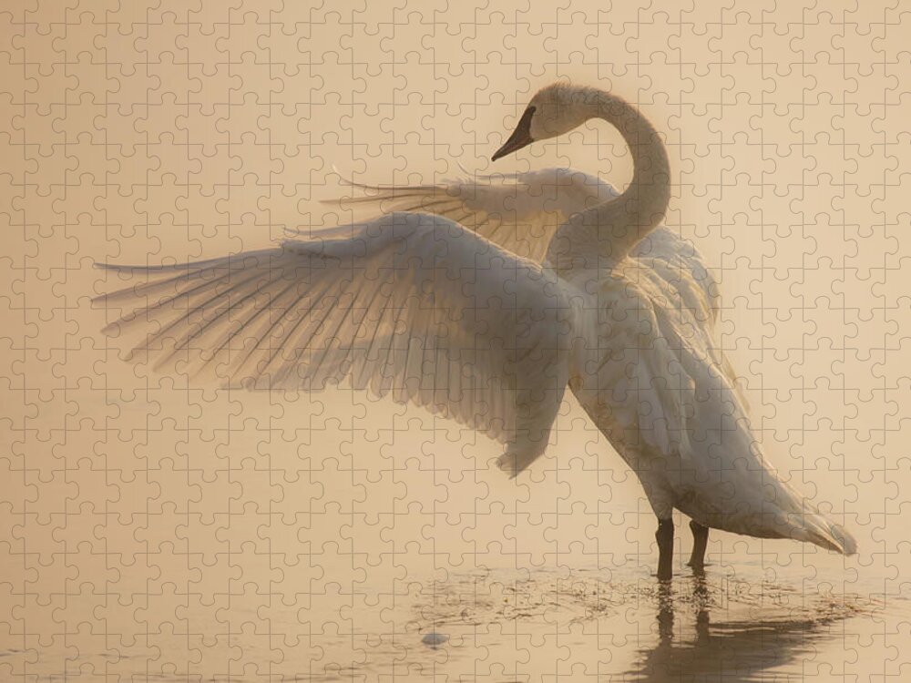 Swan Jigsaw Puzzle featuring the photograph Heavenly by Sandy Sisti