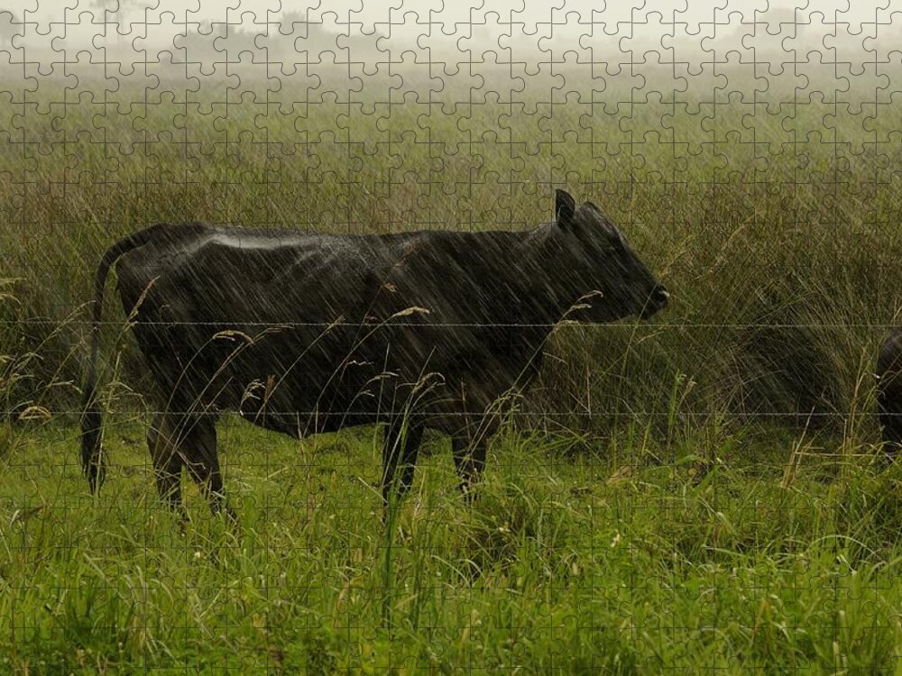 Cow Jigsaw Puzzle featuring the photograph Heifer in the rain by Bradford Martin
