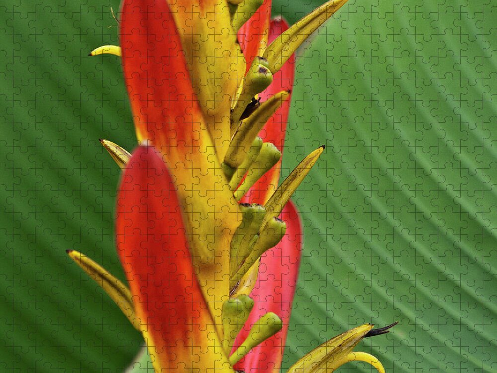 Heliconia Jigsaw Puzzle featuring the photograph Heliconia by Heiko Koehrer-Wagner