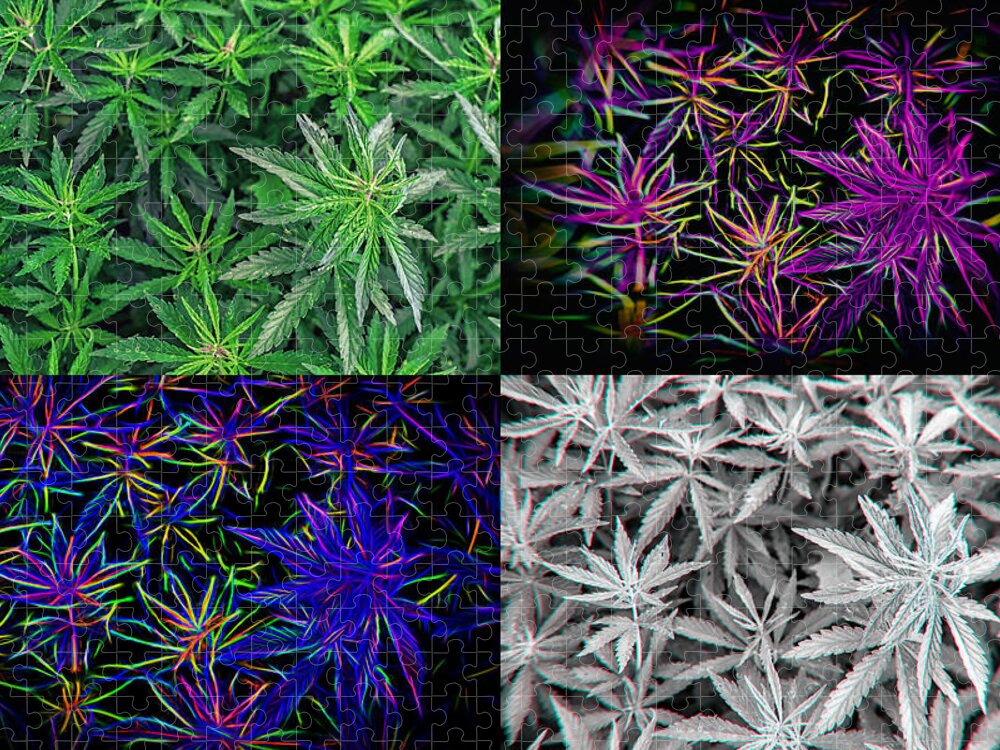 Pot Art Jigsaw Puzzle featuring the photograph Hemp Marijuana Pot Plant Wall Art by John Williams
