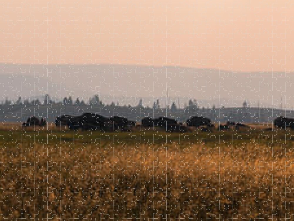 Herd Jigsaw Puzzle featuring the photograph Herd Of Bison Grazing Panorama by Michael Ver Sprill