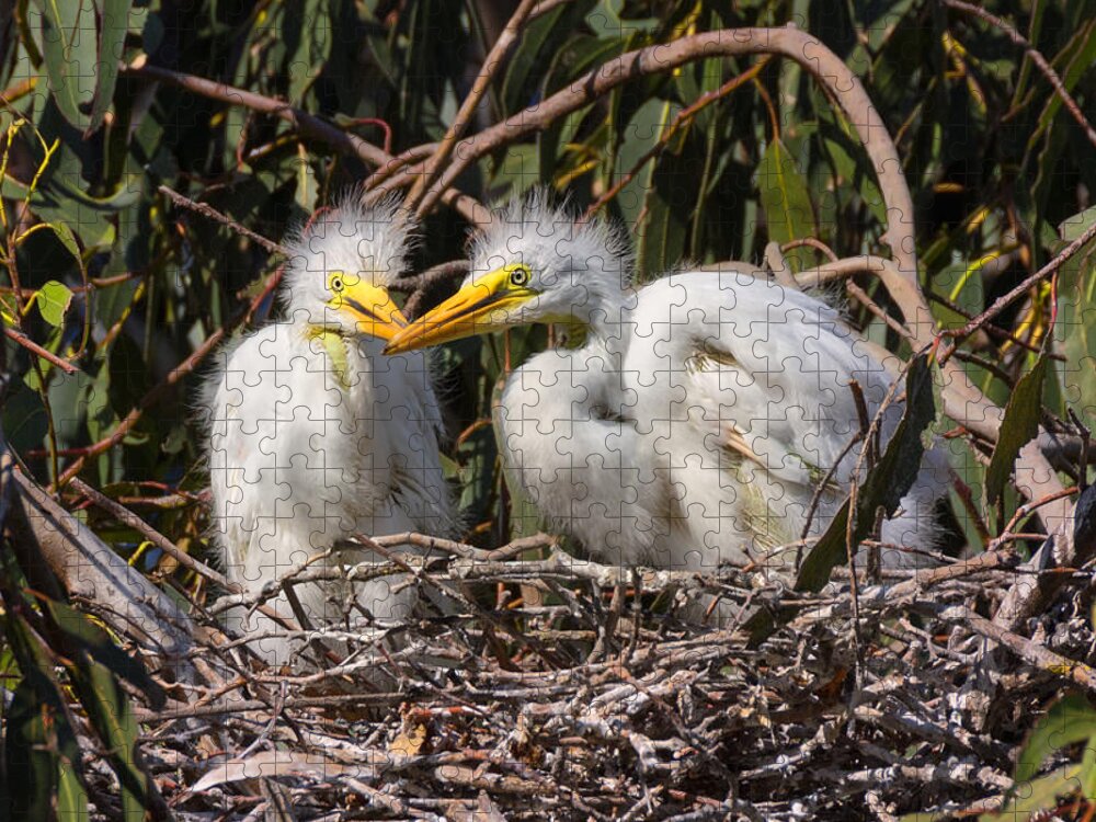 Heron Jigsaw Puzzle featuring the photograph Heron Babies in their Nest by Kathleen Bishop