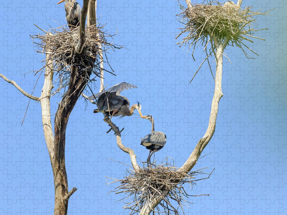 Great Blue Heron Jigsaw Puzzle featuring the photograph Heron Courting 2 of 6 The Exchange by Joni Eskridge