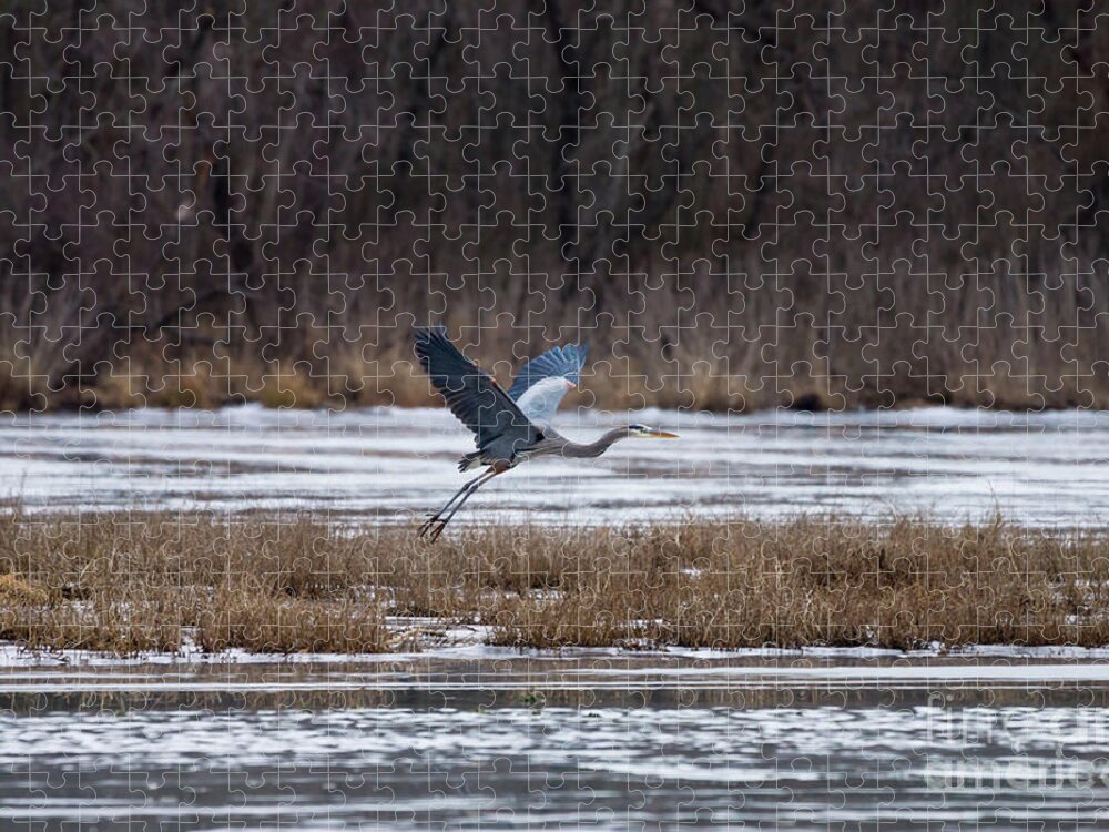 Great Blue Heron Jigsaw Puzzle featuring the photograph Heron Take Off by Jennifer White